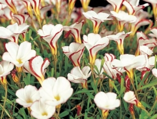 Oxalis Versicolor